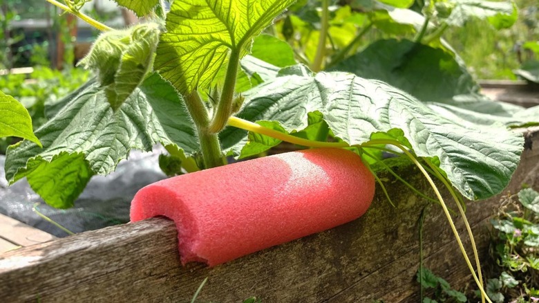 A red pool noodle on garden bed.