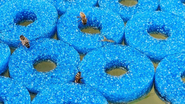 Green foam discs in bee bath.