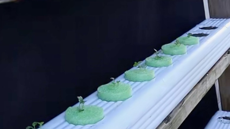 Sprouts in green foam plant starter in vertical garden.