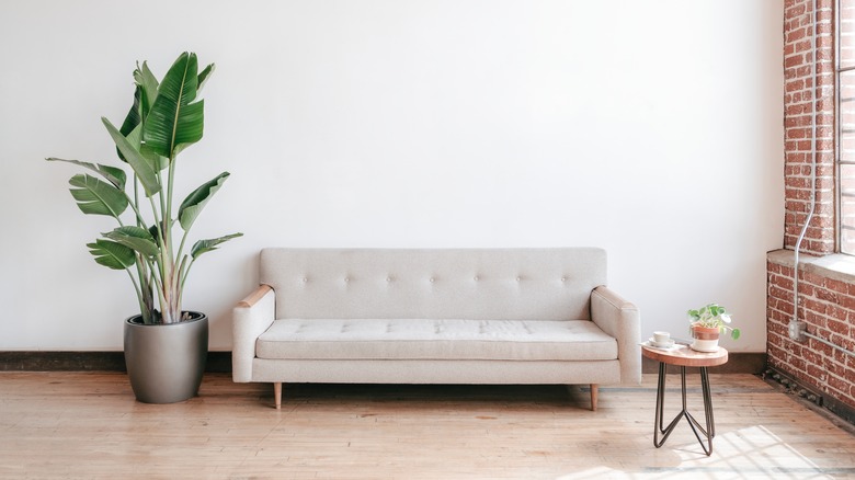 A large green indoor plant next to a couch.