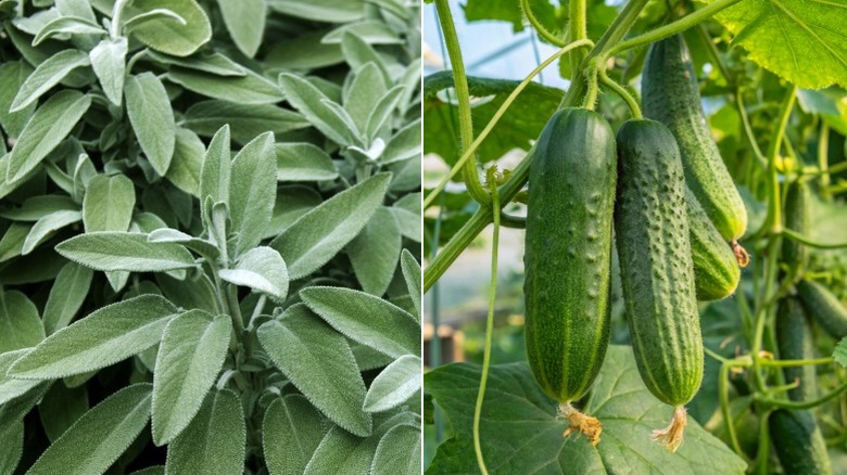 Sage growing in a garden and cucumbers growing separately