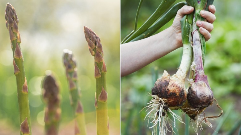 Asparagus growing in garden and someone holding onions