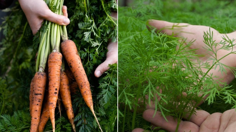 Carrots freshly harvested and bunches of dill in garden