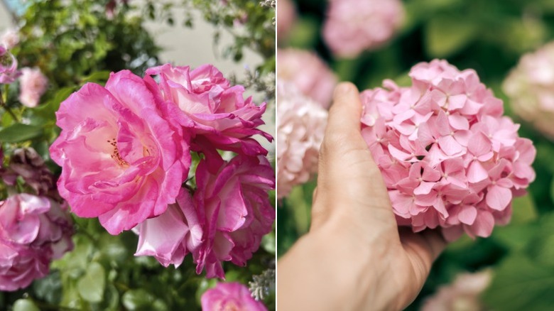 A closeup of a pink rose and someone holding a hydrangea blossom