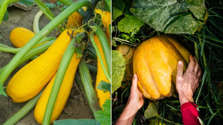 Summer squash in the garden and someone picking a pumpkin