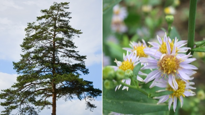 A tall Scots pine tree and a closeup of aster flowers