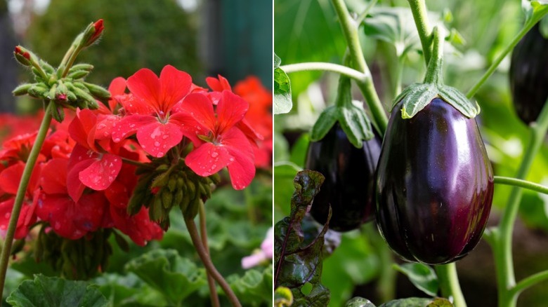 Closeup of red geraniums and eggplant hanging from stem