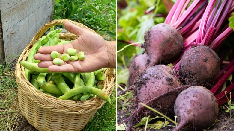 Fresh harvest of broad beans and beets pulled directly from soil