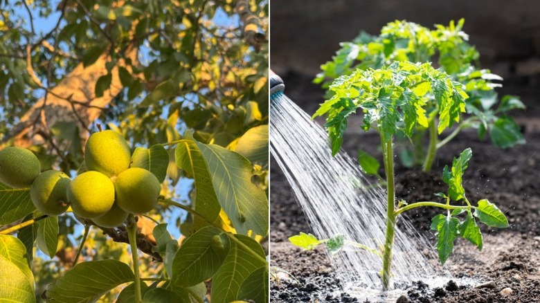 Black walnuts on a tree and a tomato seedling