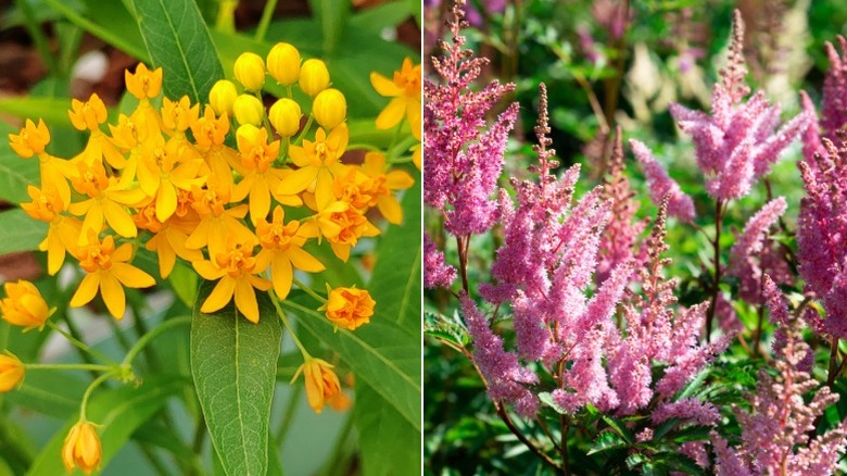 Butterfly weed and astilbe in a garden setting