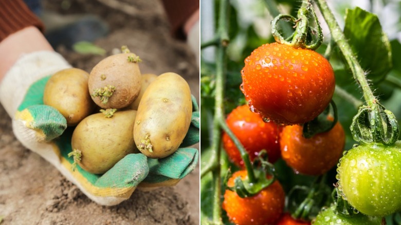 Person holding freshly dug up potatoes and dewy tomatoes on the vine