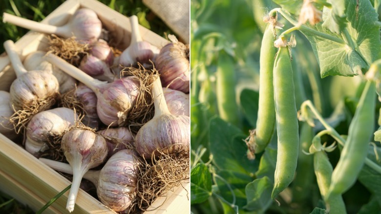 Garlic harvested from garden and peas on the vine