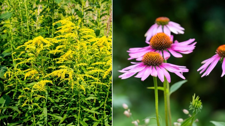 Dense growth of goldenrod and closeup of coneflower blooming