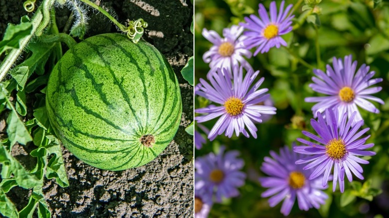 Watermelon on the vine and pretty purple asters in garden
