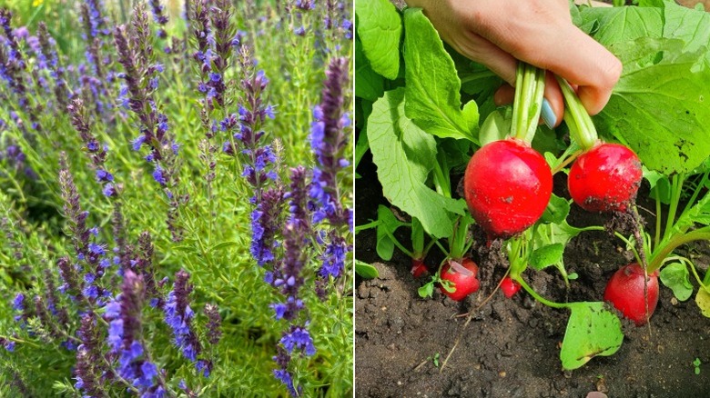 Hyssop growing in large bunches and someone pulling radishes from soil