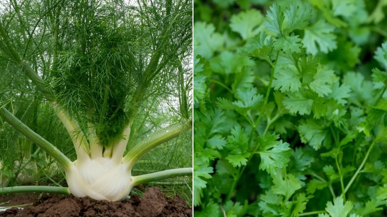 Fennel growing in a garden and a closeup of cilantro