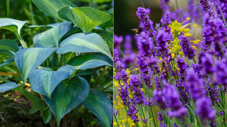 A hosta in a shady garden and lavender in sunny garden