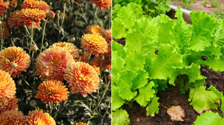 Orange mums closeup and green lettuce leaves in garden
