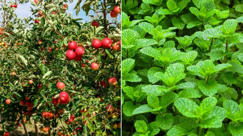 Apples growing on trees and a dense patch of mint