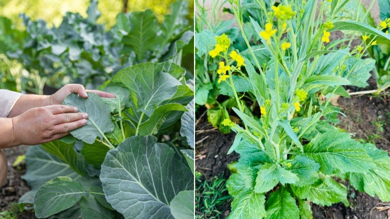 Collard greens and mustard in the garden
