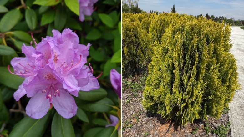 A closeup of a rhododendron bloom and a bunch of American arborvitae shrubs
