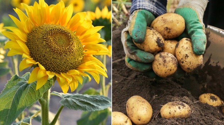 Sunflowers growing tall and someone digging potatoes