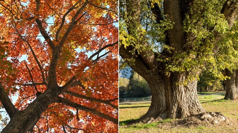 A view of a red oak's canopy and a large American elm tree