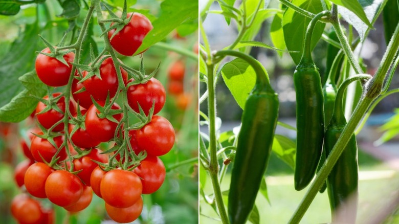 Tomatoes hanging on a vine in garden and jalapenos hanging on a vine in garden