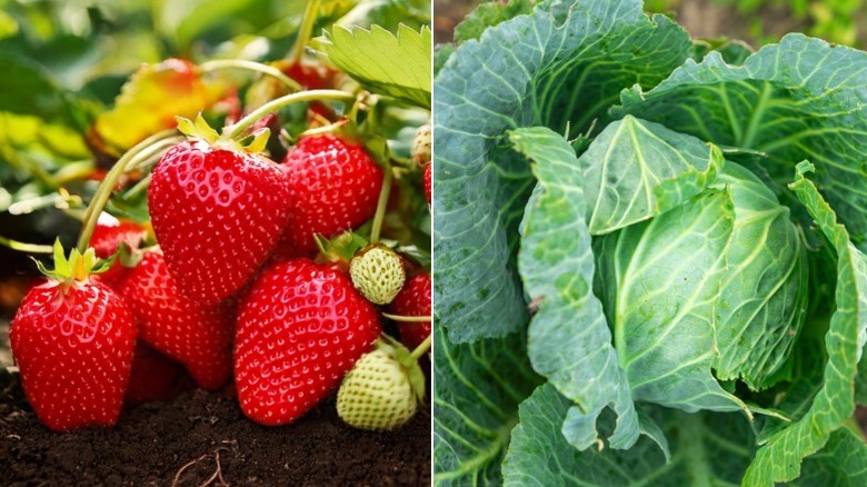 Strawberries in a garden and cabbage in the garden