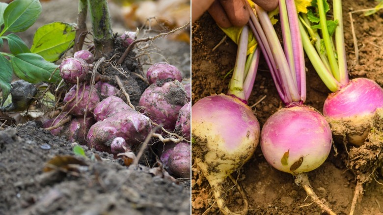 Sunchokes dug up from soil and three turnips freshly harvested