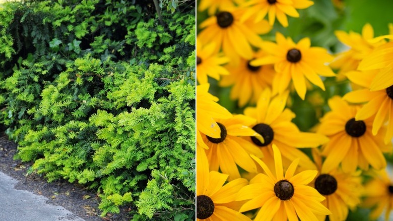Foundation yew hedge along driveway and black eyed susans in garden