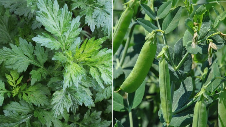 Closeup of wormwood leaves and peas hanging off vine