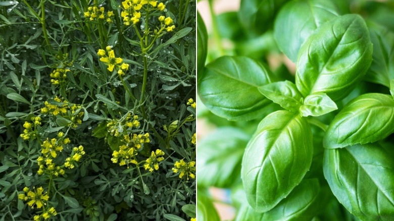 Rue growing in garden and basil growing in garden
