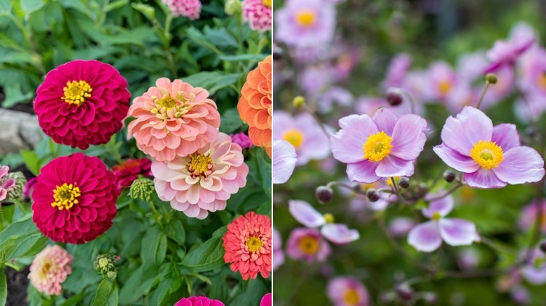 Multicolored zinnia flowers blooming and purple windflowers in a garden