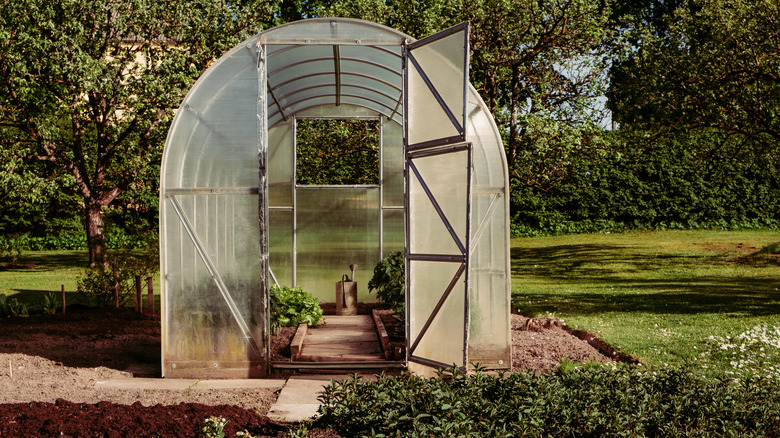transparent greenhouse