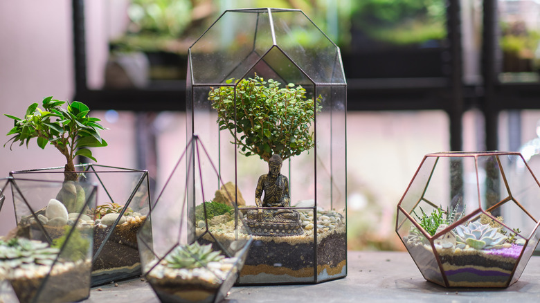 terrariums on a shelf