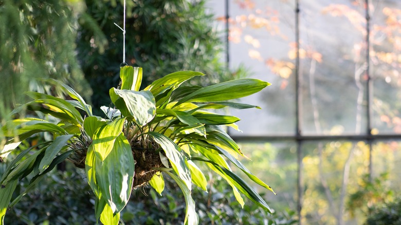 greenhouse with lush greenery