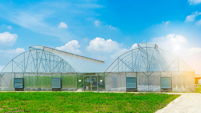 large greenhouses