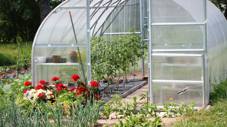 greenhouse with citrus trees