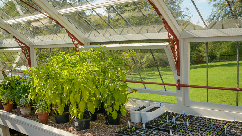 greenhouse in backyard 