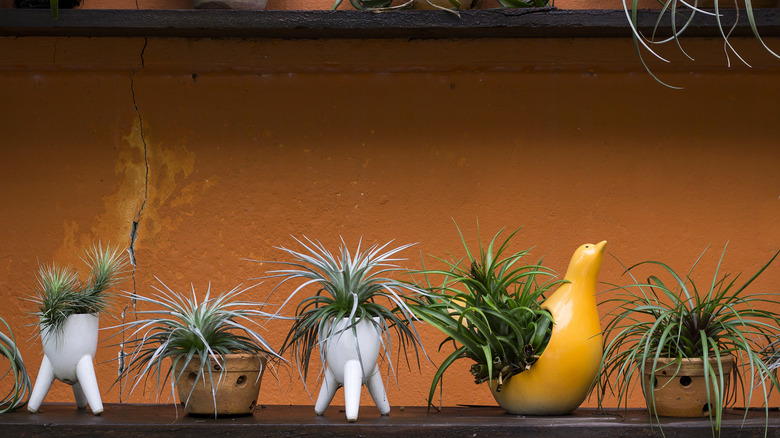 small potted plants