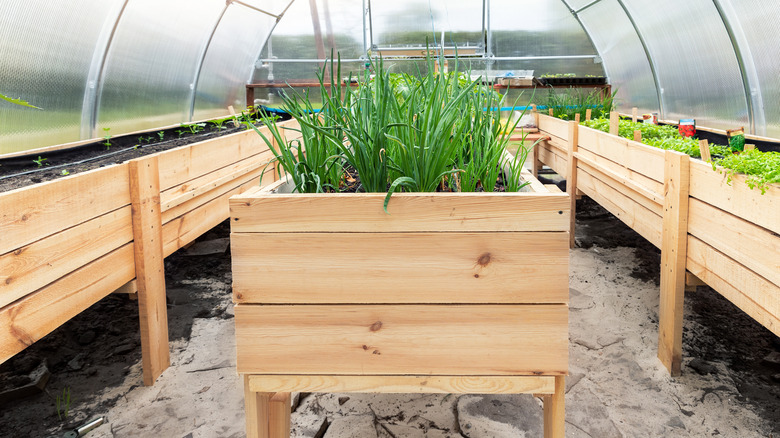 greenhouse with flower beds