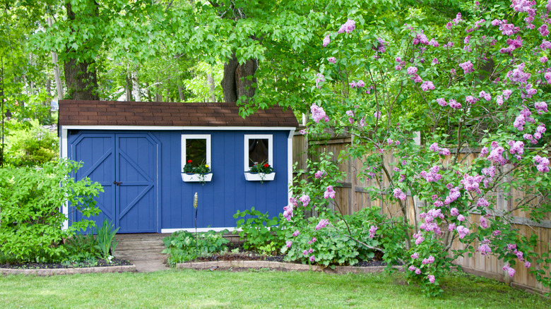 colbalt blue shed