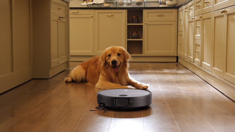 A robotic vacuum in the kitchen next to a golden retriever