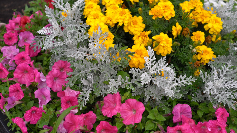 dusty miller, marigolds, and impatiens