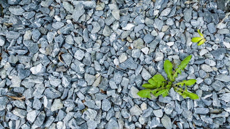 Weed growing through gravel