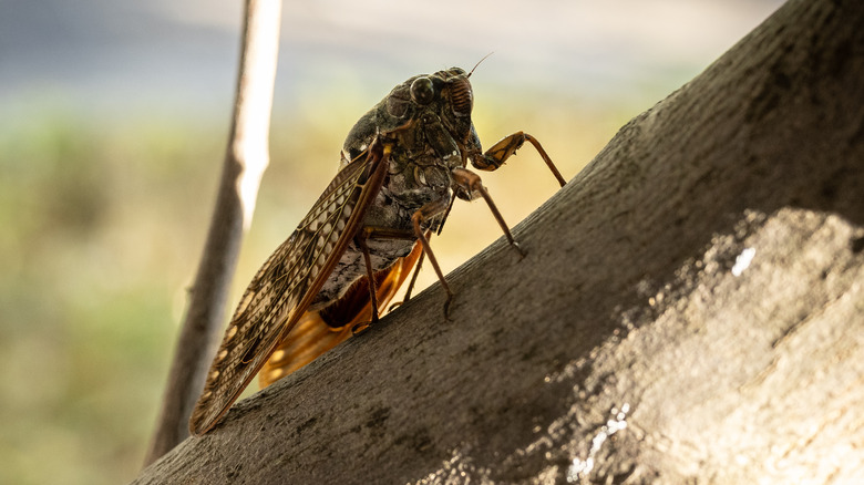 Cicada in a tree