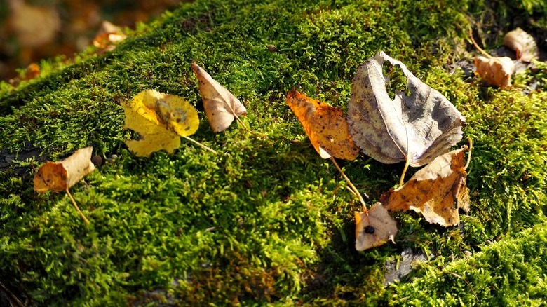 leaves fallen on mossy surface