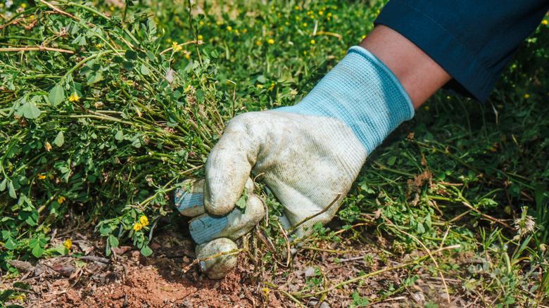 A gardener wearing gloves pulls weeds out of an overgrown garden bed.
