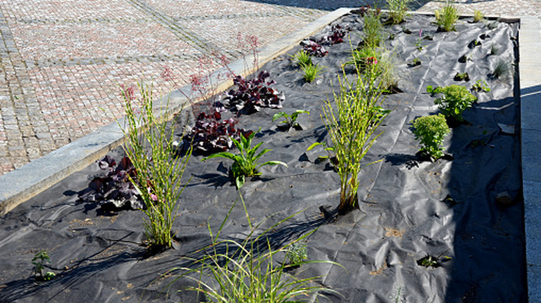 Plants grow through holes black landscape fabric layed over the soil in a raised garden bed.